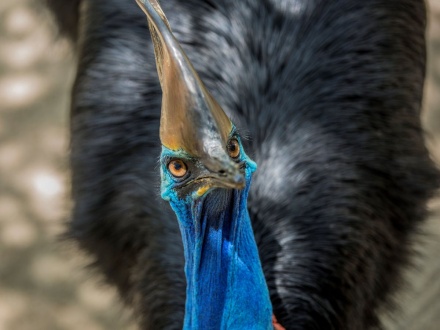 Wildlife in the Daintree Rainforest