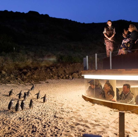 The Penguin Parade