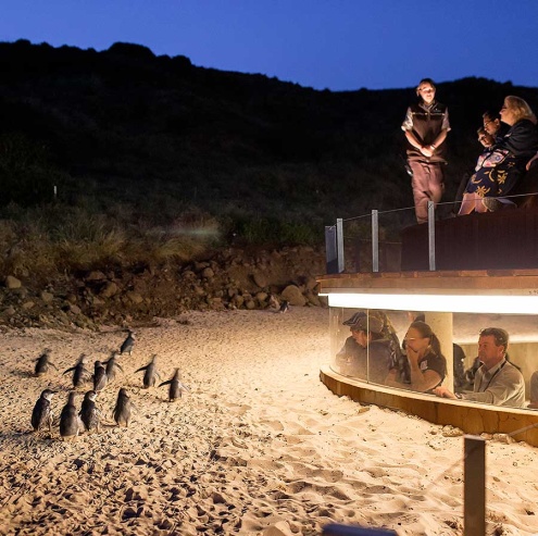 The Penguin Parade