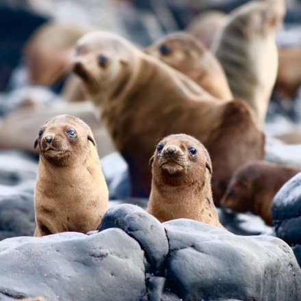 Phillip Island Seal Cruise