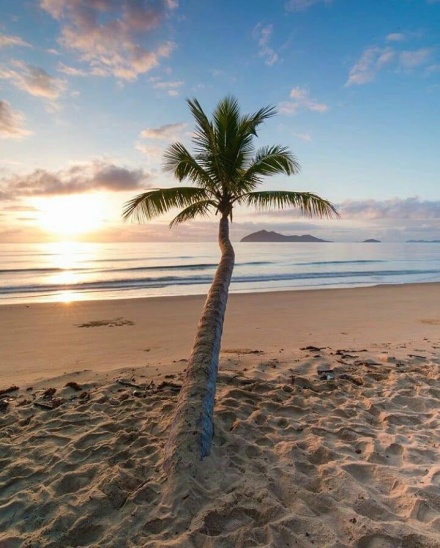 White sandy beaches and palms along Mission Beach