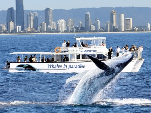 About Whales In Paradise