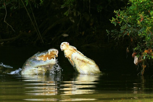 Daintree River Crocodiles fighting