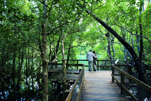 Daintree Rainforest & Cape Tribulation