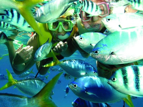 Sunlover Fish Feeding