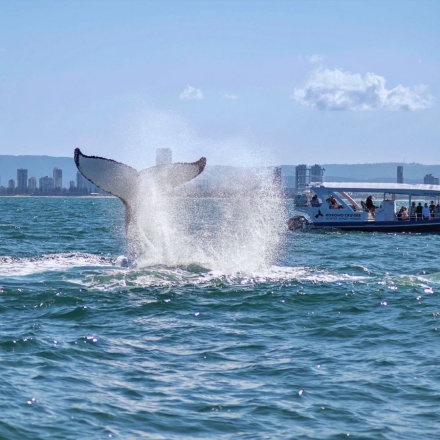 Gold Coast Whale Watching Cruise