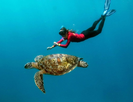 Green Sea Turtle on the Great Barrier Reef near Port Douglas