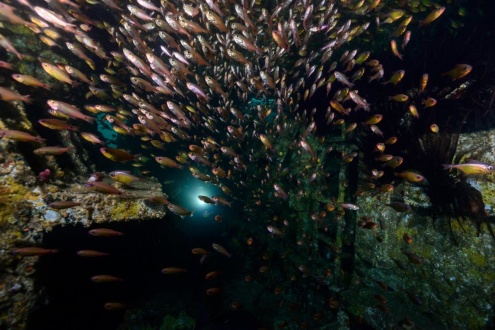 HMAS Brisbane Night Dive from Mooloolaba