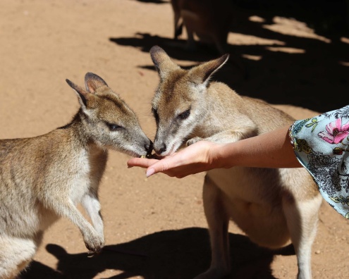 Koala & Wildlife Park