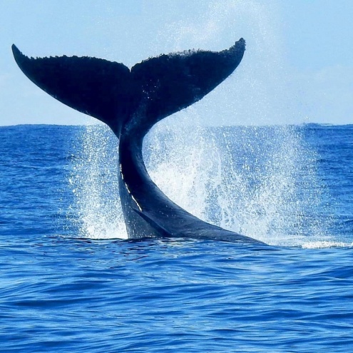 Kokomo's Whale Watching cruise on the Gold Coast