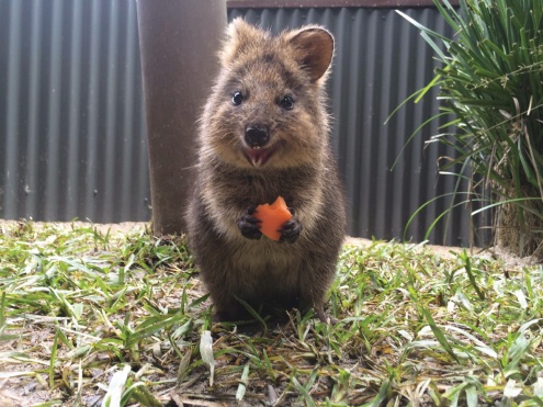 Meet Famous Australians