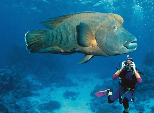PADI COURSES PORT DOUGLAS