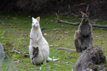 Bruny Island Shore Excursions for Cruise Ship Passengers