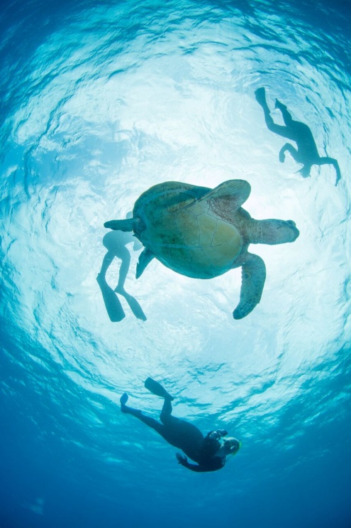 Snorkeling on the Great Barrier Reef