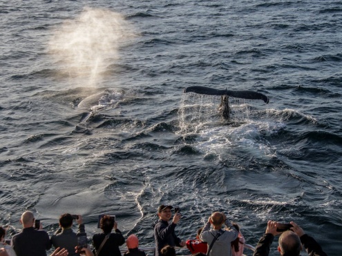 Whale Watching Cruise from Sea World on the Gold Coast