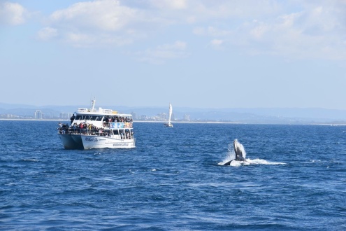 Mooloolaba Whale Watching Cruise (June - November)