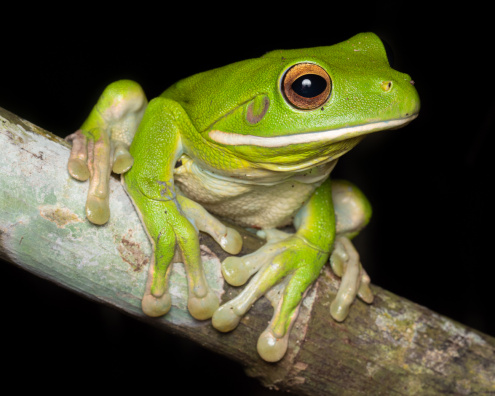 White-lip Tree Frog