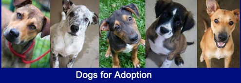 YAPS Animal Refuge
