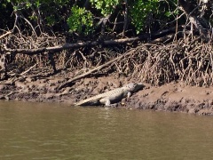 Great croc spotting today