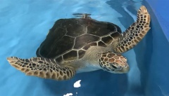 Cairns Aquarium turtle rehabilitation facility