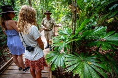 Daintree Rainforest