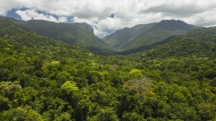 Daintree Rainforet