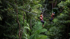 Daintree Treetops