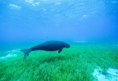 dugong sighting at Green Island