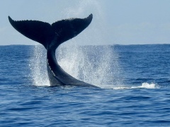 Gold Coast whale watching