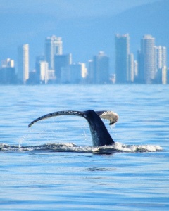 Gold Coast Whale Watching Cruise
