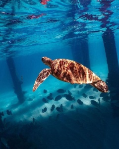 Green Island Turtle Rehabilitation Centre