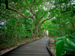 Green Island's rainforest boardwalk.