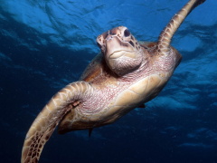 Green Sea Turtle 