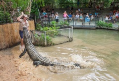 Hartleys Crocodile Adventures show
