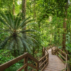 Jindalba Boardwalk, Daintree, Queensland