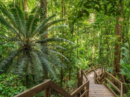 daintree rainforest tourism impacts