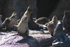 Maria Island seal colony