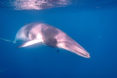 Minke Whale near Port Douglas