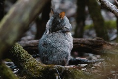 Mount Field National Park 