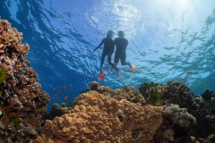 Snorkelling on the Great Barrier Reef near Port Douglas