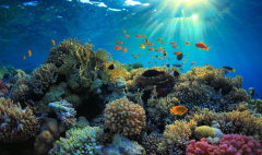 The Great Barrier Reef