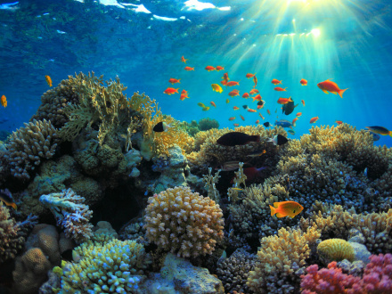 tour great barrier reef cairns