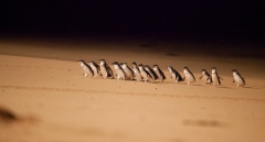 The Penguin Parade