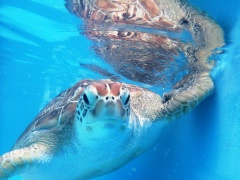 Turtle Rehabilitation Centre at Fitzroy Island