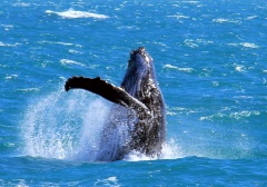 Whale near Port Douglas