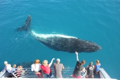 Whale watching cruise near Fitzroy Island Cairns