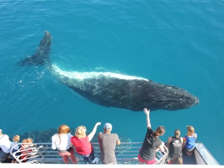 boat tours in cairns