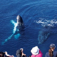 Whale watching cruise on the Gold Coast Australia