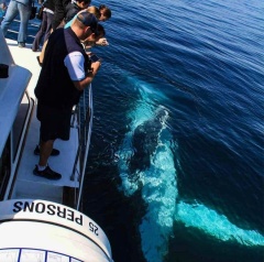 Whale Watching cruise on the Gold Coast