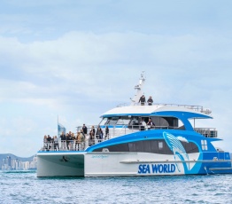 Gold Coast Whale Watching Cruise (May to November) 